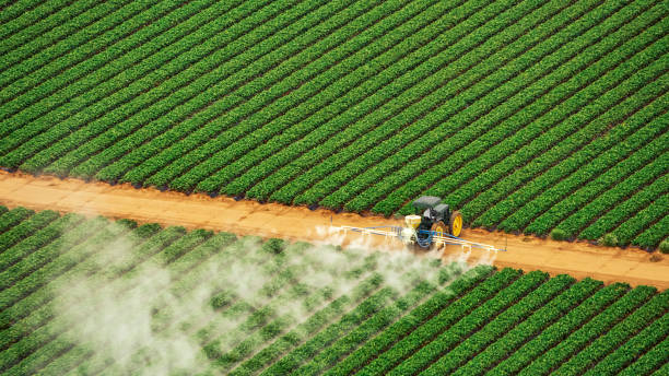 Best Local Pest Control Services  in West End Cobb Town, AL