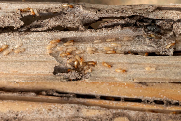Best Rat Extermination Near Me  in West End Cobb Town, AL